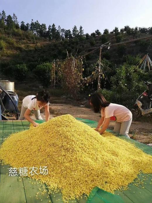 合作产品/野生干桂花 商品图3