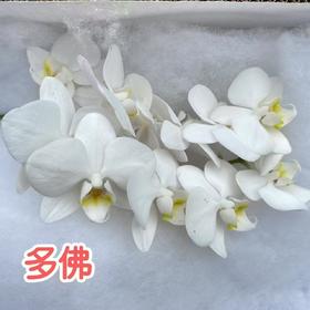 兰花 | 蝴蝶兰多佛（可能有轻微瑕疵不售后，介意慎拍）