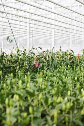 【基地探访】-方德VDB百合