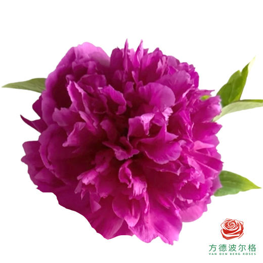 牡丹-气壮山河 5枝1扎 商品图0