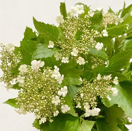 配花 | 天目琼花 商品图0