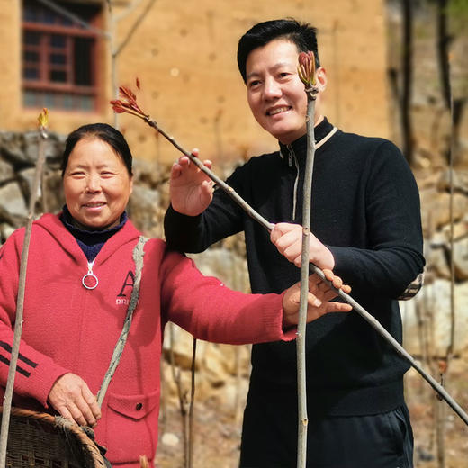 山阳秦岭香椿现摘现发1/3斤顺丰冷链/京东生鲜 商品图3