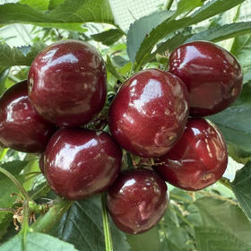 本地有机种植的美早大樱桃，保证不打膨大剂，不打甜蜜素，不用钾肥，当日采摘，味道浓郁成熟度高！500克/盒