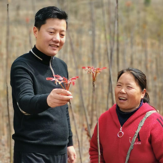 山阳秦岭香椿现摘现发1/3斤顺丰冷链/京东生鲜 商品图2