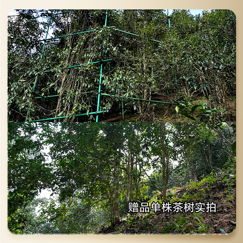 【2025年春茶】【铜箐河】2025年乙巳蛇年生肖纪念饼重磅来袭！生肖茶饼界的无敌断货王，店铺必囤产品，选它准没错！357克/饼