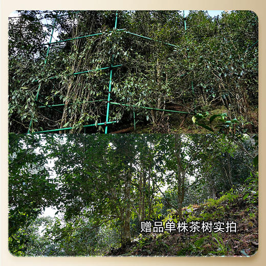 【2025年春茶】【铜箐河】2025年乙巳蛇年生肖纪念饼重磅来袭！生肖茶饼界的无敌断货王，店铺必囤产品，选它准没错！357克/饼 商品图0