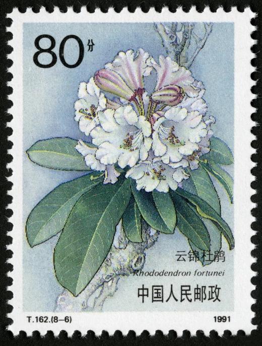 T162《杜鹃花》1981年 商品图6