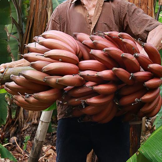 【临高】红美人香蕉5斤（京东快递） 商品图2