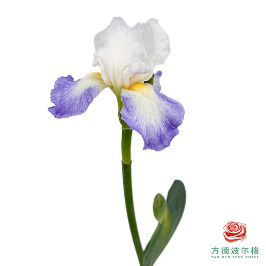 德国鸢尾-印第安 1枝 商品图0