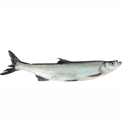 丹江口产地直发 楚食比亚 翘嘴鲌真空速冻锁鲜翘嘴鱼 3条/5条【全国包邮，部分地区除外】 商品图4