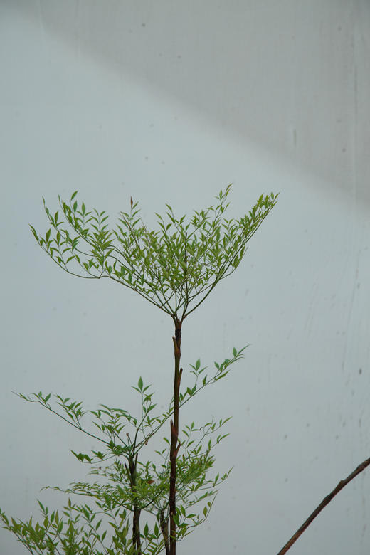 南天竹 商品图2