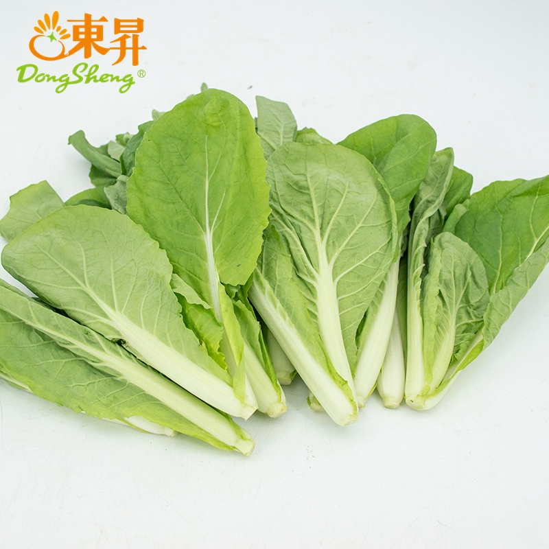 东升农场 有机杭白苗 250g 广州发货 新鲜蔬菜