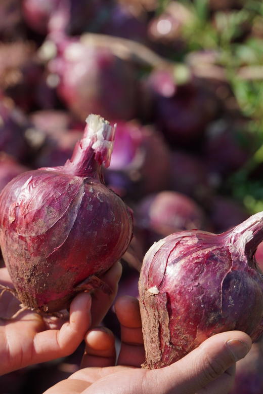 生态水果紫洋葱 商品图1