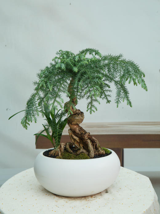 澳洲松 商品图0