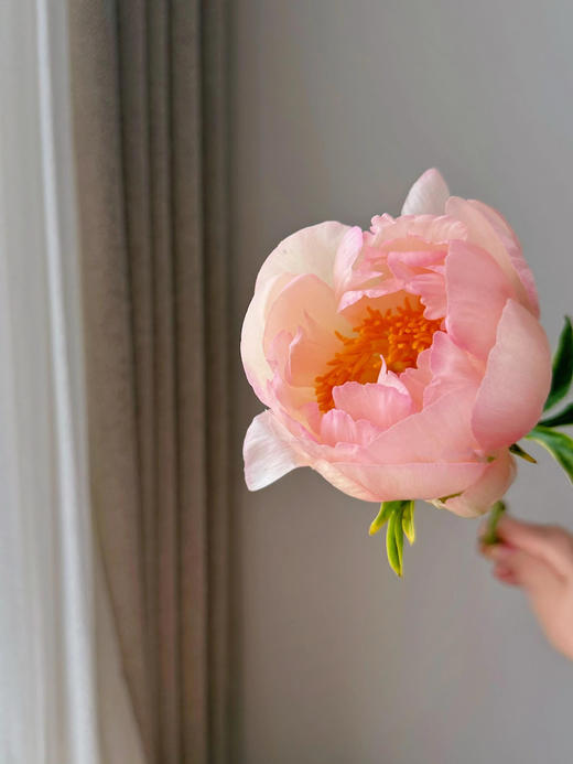 【预售！4.20起陆续发出】国王节芍药【人间四月天，芍药铺前庭】简小姐精选鲑鱼色渐变芍药 国王日 2件包邮 顺丰空运直发 商品图5