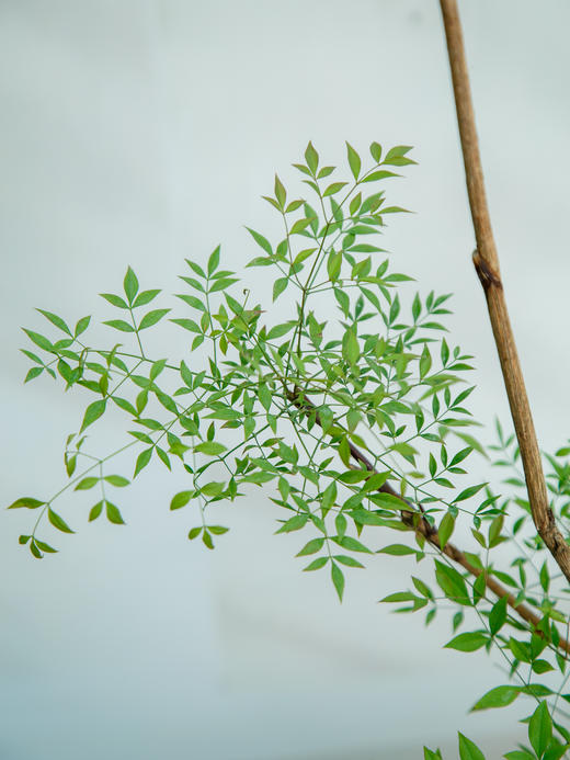 南天竹 商品图1