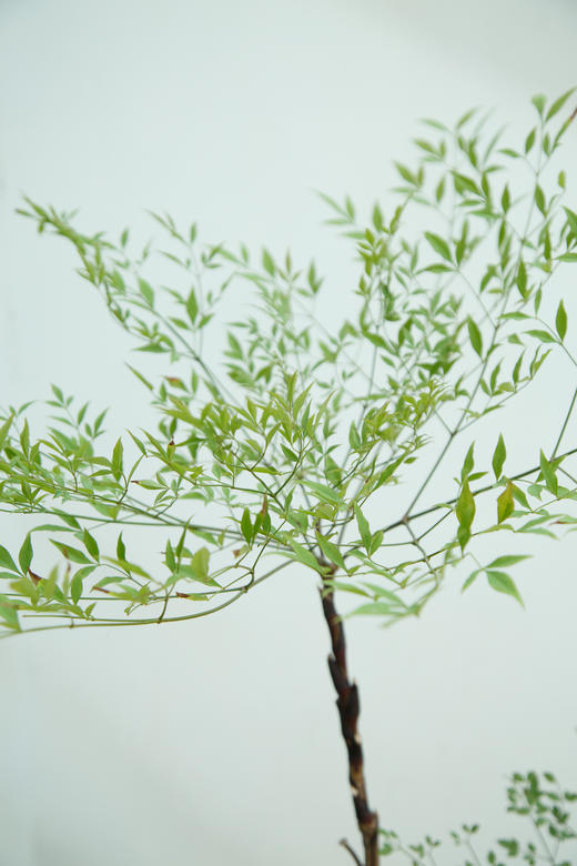 南天竹 商品图1