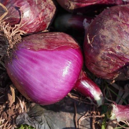 生态水果紫洋葱 商品图0