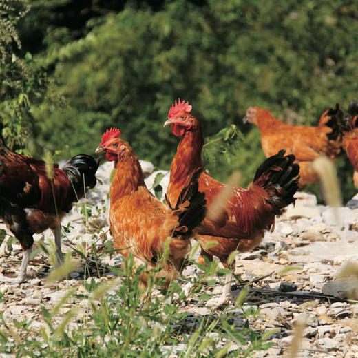 山谷有机童子鸡 商品图0