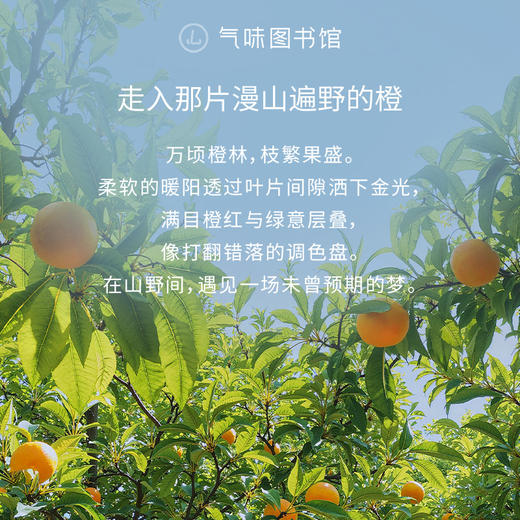 【果香调-漫山橙林】气味图书馆香氛（漫山橙林香型）淡香水50ml 商品图1