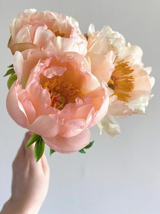 【预售！4.20起陆续发出】国王节芍药【人间四月天，芍药铺前庭】简小姐精选鲑鱼色渐变芍药 国王日 2件包邮 顺丰空运直发 商品图3