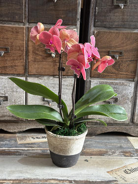 粗陶手工 艺术花盆 四色可选，花盆底部有眼 花盆高度12厘米 口径13厘米