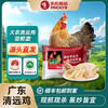 天农138原种清远鸡600g  生态农场散养走地鸡 供港基地出品 商品缩略图0
