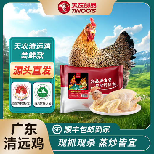 天农138原种清远鸡600g  生态农场散养走地鸡 供港基地出品 商品图0