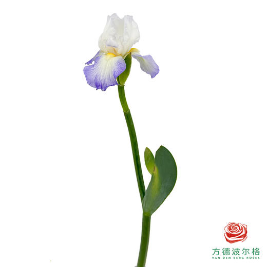 德国鸢尾-印第安 1枝 商品图1