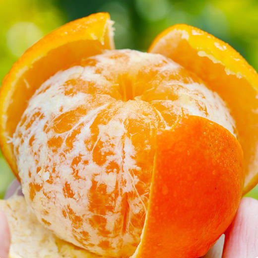 新鲜水果 皮薄易剥甜润多汁 香妃柑 5斤左右 商品图5