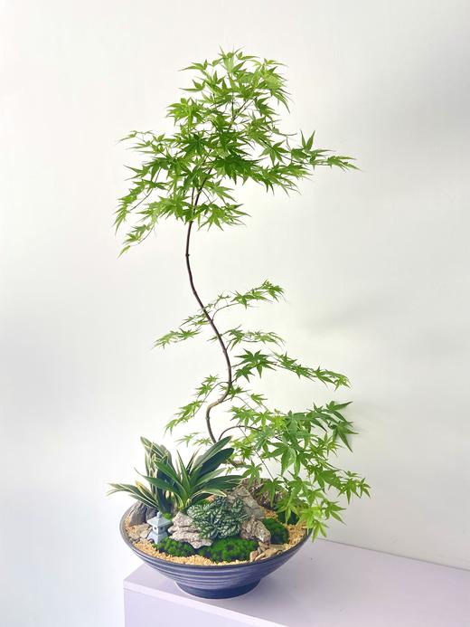 流泉枫ALBB480 商品图0