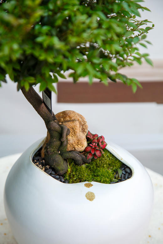 提根紫檀 商品图1