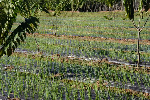 生态水果紫洋葱 商品图3