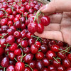 【现货】玛瑙红樱桃（提篮装）4斤/篮 商品缩略图2