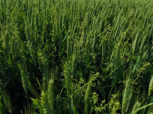 生态冬小麦面粉 /麦麸 / 全麦面 /含胚芽胚乳，历经240天长成 商品图1