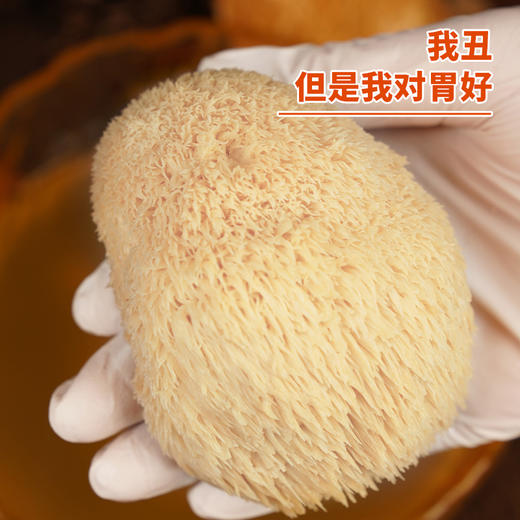 【有机猴头菇】小兴安岭山珍，特有清香鲜味，脆嫩爽口，营养丰富，朵朵均匀，干净无杂质！ 商品图3