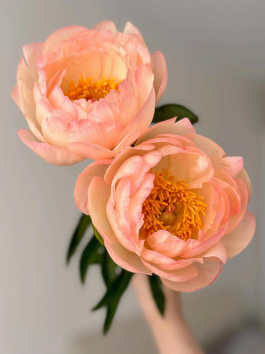 【预售！4.20起陆续发出】国王节芍药【人间四月天，芍药铺前庭】简小姐精选鲑鱼色渐变芍药 国王日 2件包邮 顺丰空运直发 商品图1