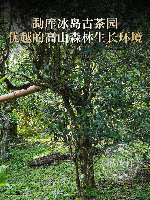 【冰岛】冰岛甜奔驰标小圆饼 无需撬饼一掰即可 2020年春茶云南临沧茶区勐库冰岛古茶园普洱茶生茶饼 50g*6饼礼盒装 商品图1