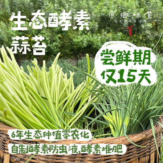 生态酵素蒜苔（基地直发-京东包邮）｜ 2/3斤装，来自四川绵竹，生产者：熊然【合作生产，公平贸易】 商品图0