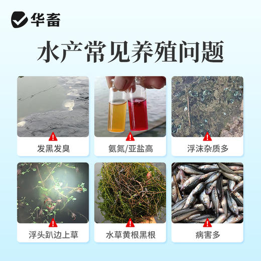 华畜底改先锋水产养殖鱼虾蟹池塘底改鱼塘消毒杀菌增氧虾塘净水王 商品图1