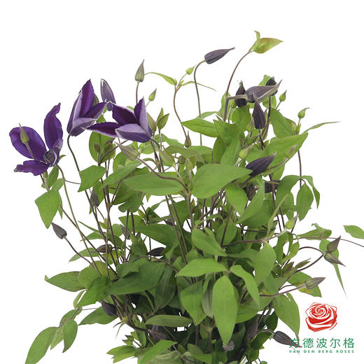 铁线莲 暗黑魔法 10枝一扎 商品图0