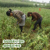 生态酵素蒜苔（基地直发-京东包邮）｜ 2/3斤装，来自四川绵竹，生产者：熊然【合作生产，公平贸易】 商品缩略图3