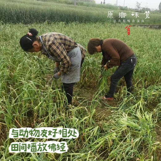 生态酵素蒜苔（基地直发-京东包邮）｜ 2/3斤装，来自四川绵竹，生产者：熊然【合作生产，公平贸易】 商品图3