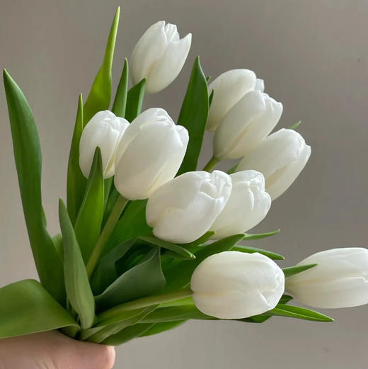 郁金香国产白色10支 商品图0