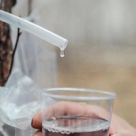 【嘉桦有17项专利证书真活性桦树汁】 一起解密白桦树汁的生命力来源 商品图5