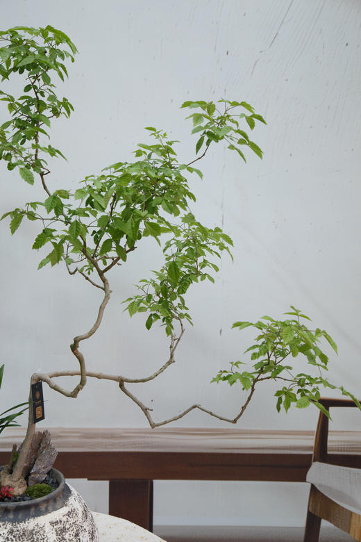 怪头黄荆 商品图2