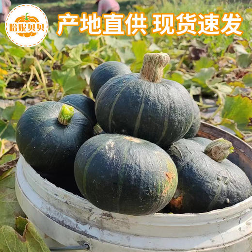 云南贝贝小南瓜 粉糯香甜 入口绵密 没有纤维感 商品图1