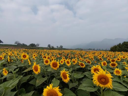 梯田丰年，一亩家膳|家庭生态粮仓|我在千亩梯田 有亩田 商品图1