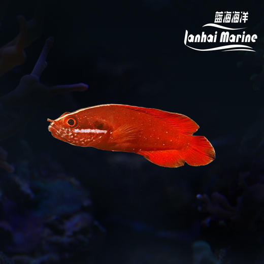 夏威夷草莓 商品图0