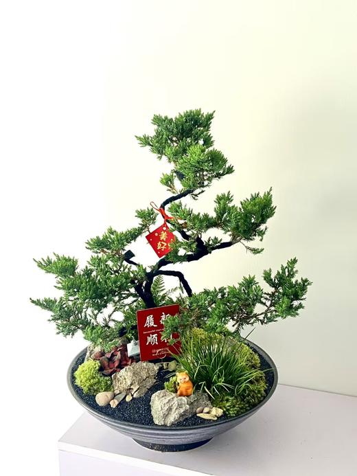 塔松/ALBB480 商品图0